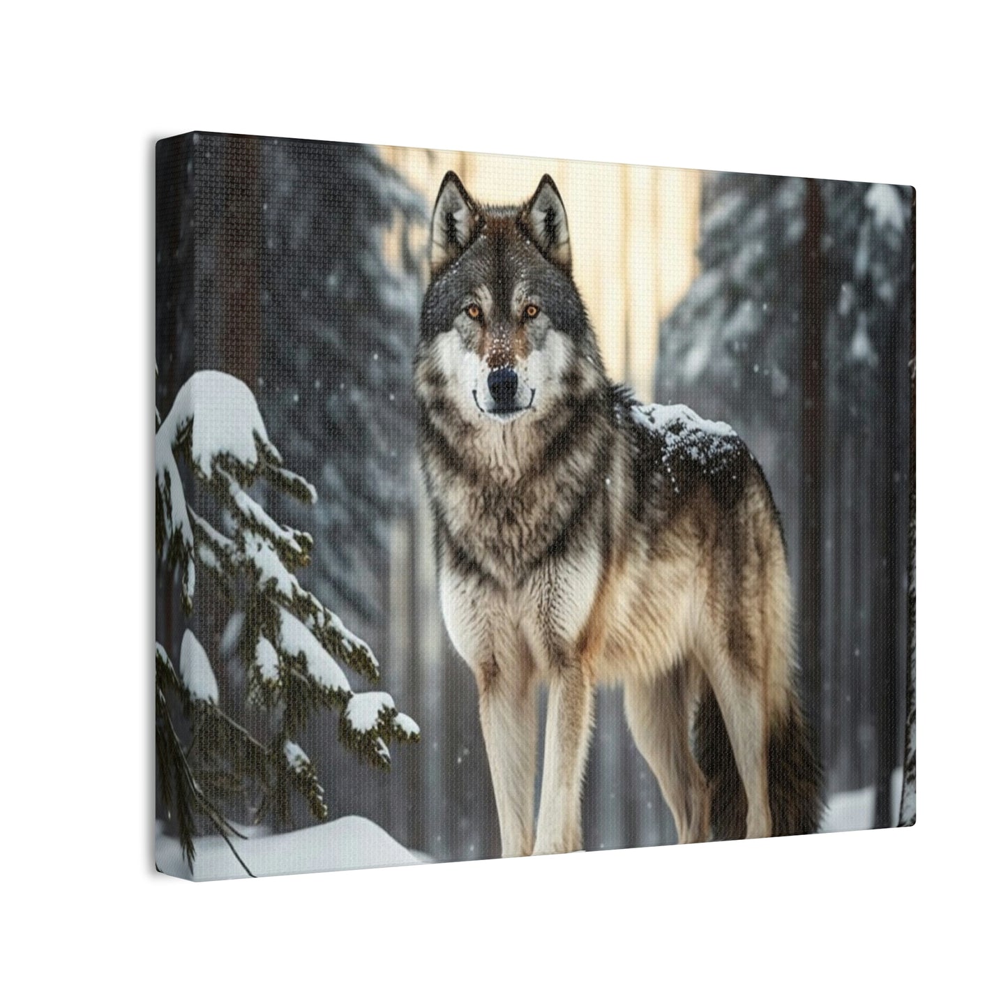 Grey Wolf