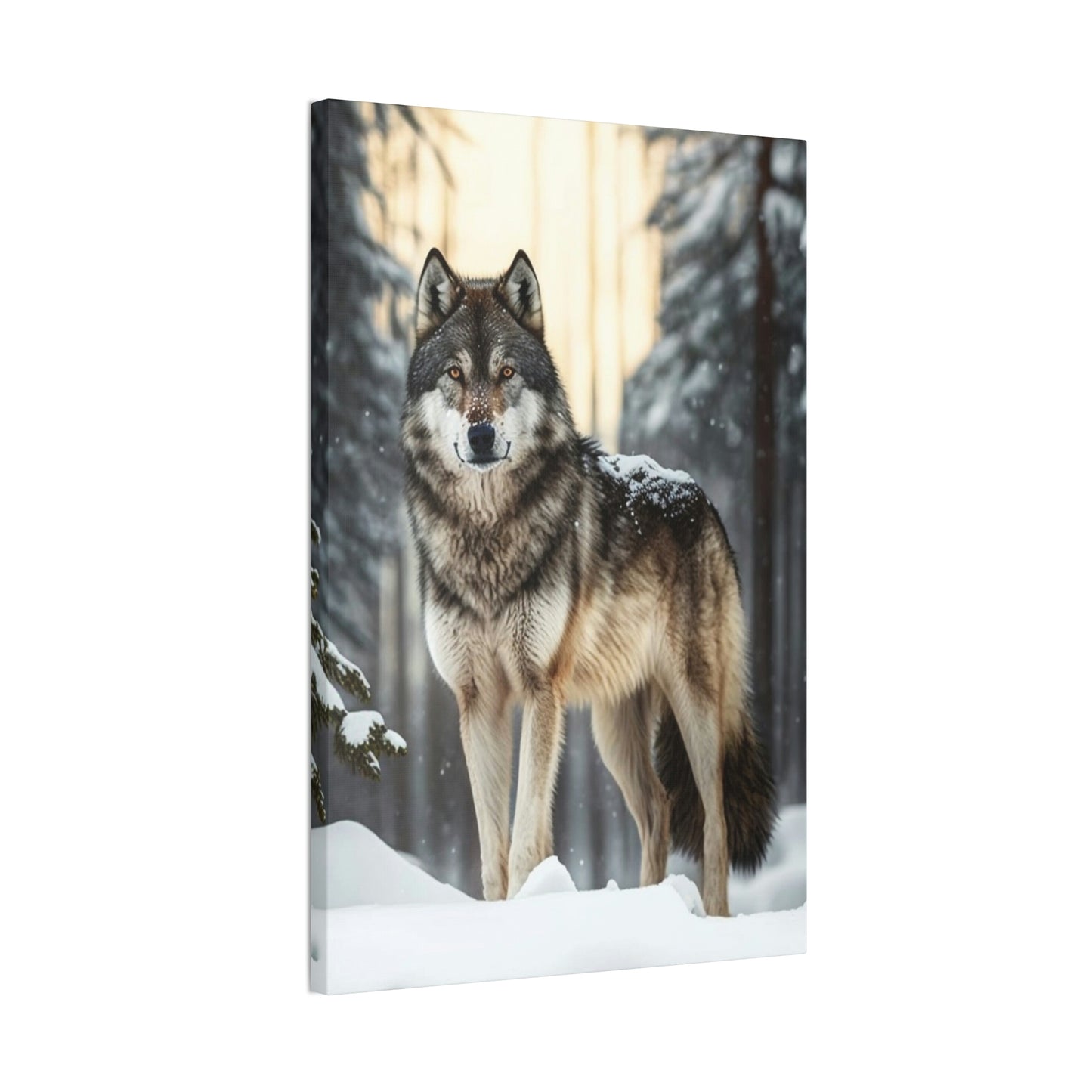 Grey Wolf